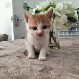 Kittens - Image 3
