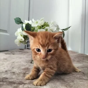 Kittens