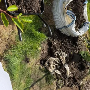 Free Soil