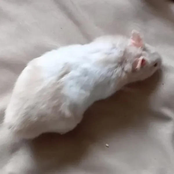 Young male hamster