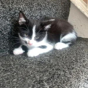 8-week-old kitten, boys - Image 2