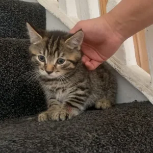 8-week-old kitten, boys - Image 3