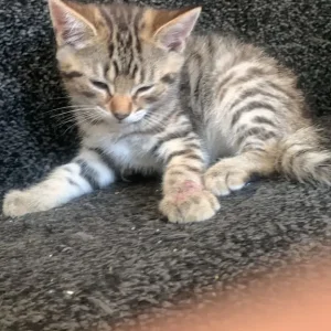 8-week-old kitten, boys - Image 4
