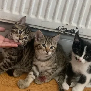 8-week-old kitten, boys