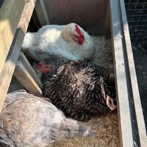 Chicken coop & 7 chickens - SSTC - Image 4