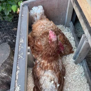 Chicken coop & 7 chickens - SSTC - Image 5