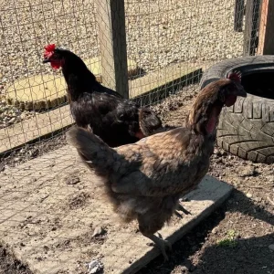 Chicken coop & 7 chickens - SSTC - Image 6