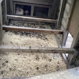 Chicken coop & 7 chickens - SSTC - Image 8