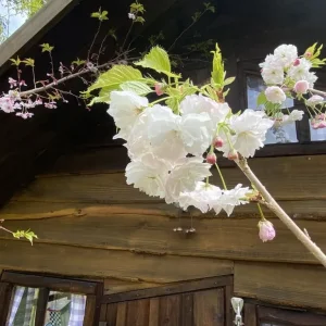 White Blossom Trees and a Few Cherry, Peach, Apple, Pineapple Varieties - Image 2