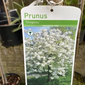 White Blossom Trees and a Few Cherry, Peach, Apple, Pineapple Varieties - Image 4