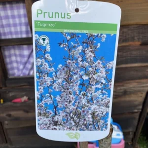 White Blossom Trees and a Few Cherry, Peach, Apple, Pineapple Varieties - Image 6