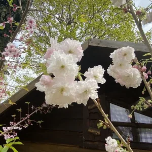 White Blossom Trees and a Few Cherry, Peach, Apple, Pineapple Varieties