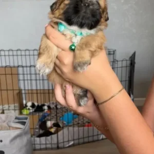 Shi Tzu puppies from a loving mum - Image 2