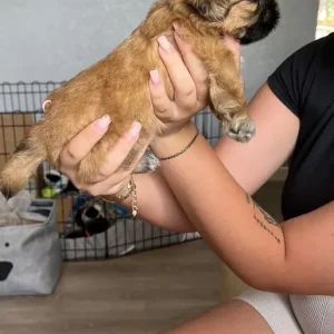 Shi Tzu puppies from a loving mum - Image 3