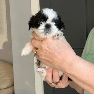 Shi Tzu puppies from a loving mum - Image 4