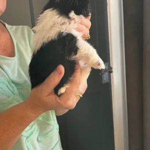 Shi Tzu puppies from a loving mum - Image 6