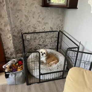 Shi Tzu puppies from a loving mum