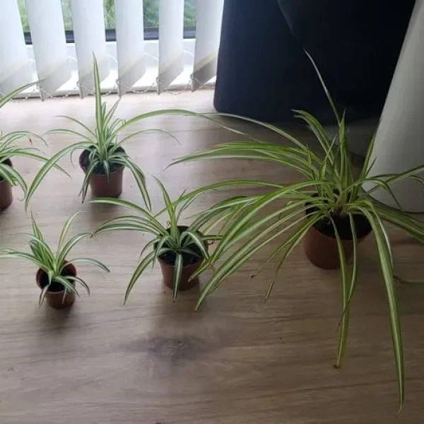 Spider plants