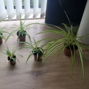 Spider plants