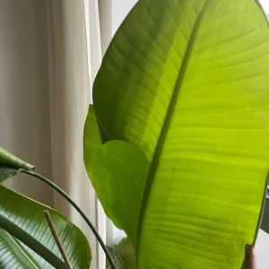 Giant white bird of paradise plant (Strlitzia nicolai) - Image 2