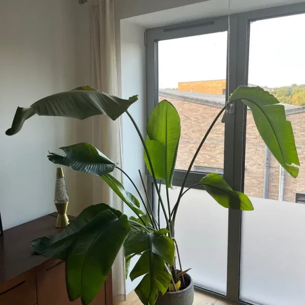 Giant white bird of paradise plant (Strlitzia nicolai)