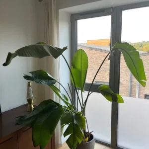 Giant white bird of paradise plant (Strlitzia nicolai)