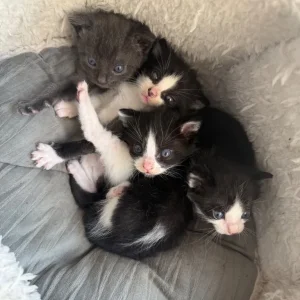 Two black and white kittens, all male - Image 2