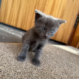 Two black and white kittens, all male - Image 3