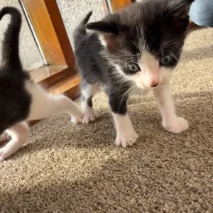Two black and white kittens, all male - Image 4