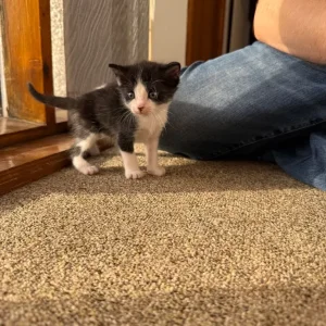 Two black and white kittens, all male - Image 5