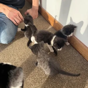 Two black and white kittens, all male - Image 6