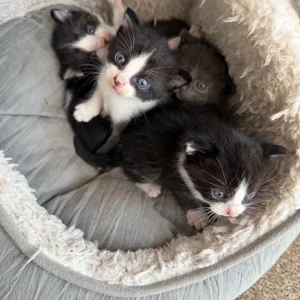 Two black and white kittens, all male