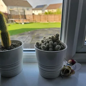 3 Cactus and Pots - Image 2