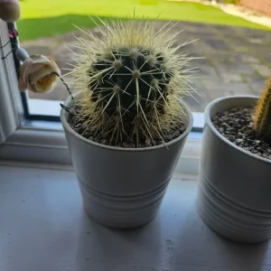 3 Cactus and Pots - Image 4