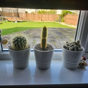 3 Cactus and Pots