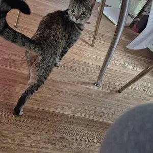 Female tabby cat - Image 2