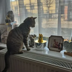 Female tabby cat - Image 3