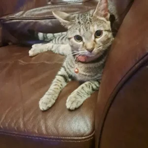 Female tabby cat - Image 4