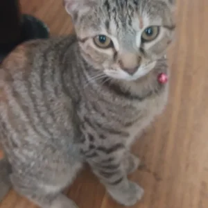 Female tabby cat - Image 6