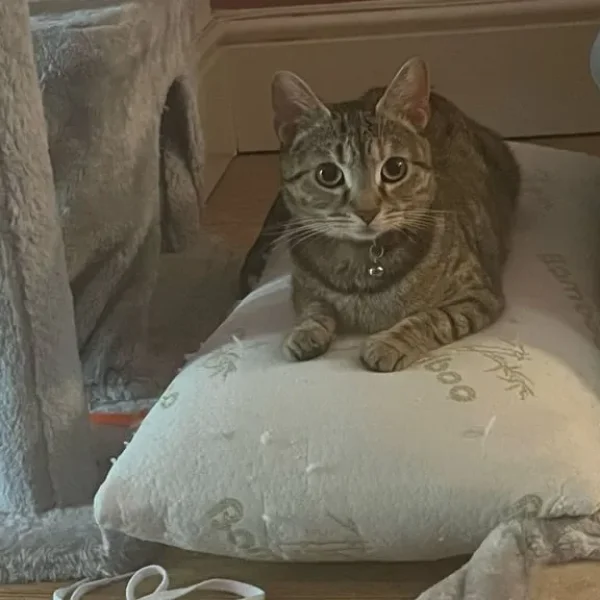 Female tabby cat