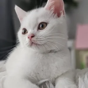 Two British Shorthair Kittens, Both Males, Ready to Go - Image 2