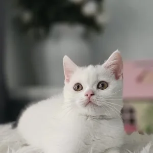 Two British Shorthair Kittens, Both Males, Ready to Go - Image 3
