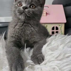 Two British Shorthair Kittens, Both Males, Ready to Go - Image 4