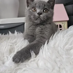 Two British Shorthair Kittens, Both Males, Ready to Go - Image 5