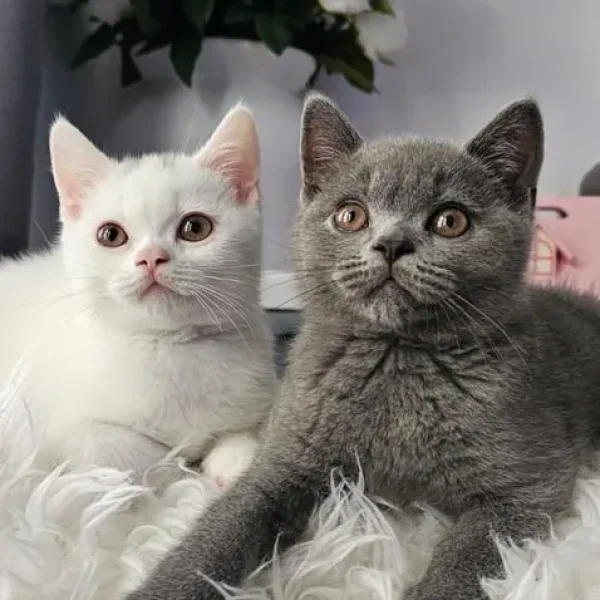 Two British Shorthair Kittens, Both Males, Ready to Go