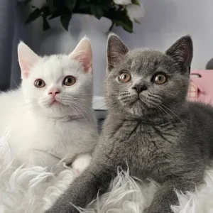 Two British Shorthair Kittens, Both Males, Ready to Go