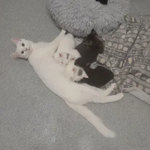 8-week-old kittens - Image 2