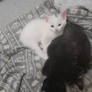 8-week-old kittens - Image 3