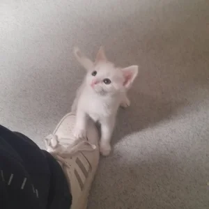 8-week-old kittens - Image 4