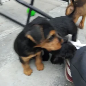 Lakeland terrier pups - Image 2